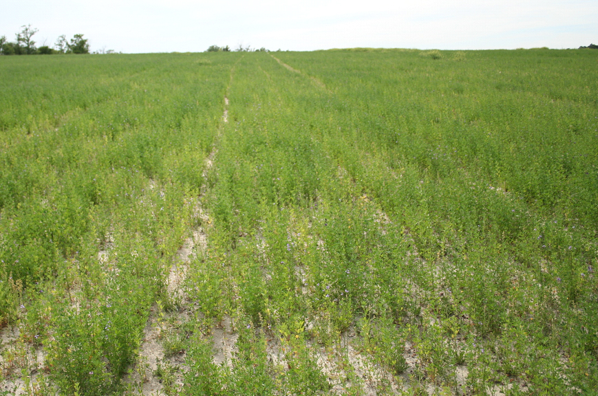 alfalfa field with thin stand due to low pH